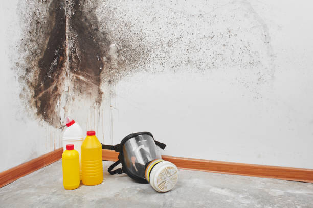 Best Mold Testing  in Vashon, WA