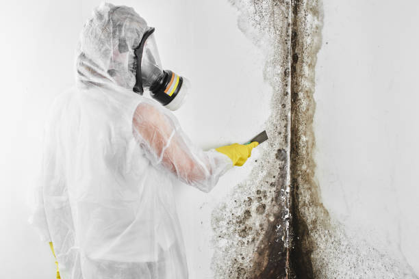 Best Mold Remediation Services  in Vashon, WA
