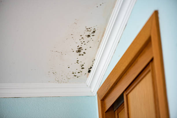 Best Mold Removal Company Near Me  in Vashon, WA