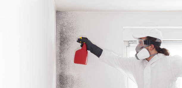 Best Mold Removal Near Me  in Vashon, WA
