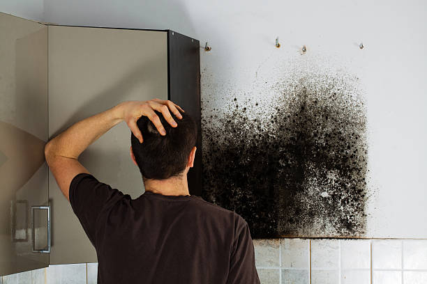 Best Mold Damage Repair  in Vashon, WA