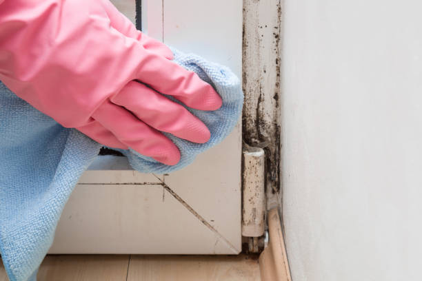 Best Mold Cleaning Services  in Vashon, WA