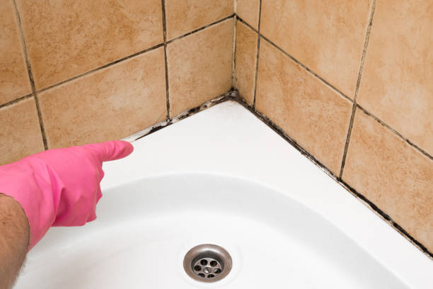 Best Home Mold Removal  in Vashon, WA